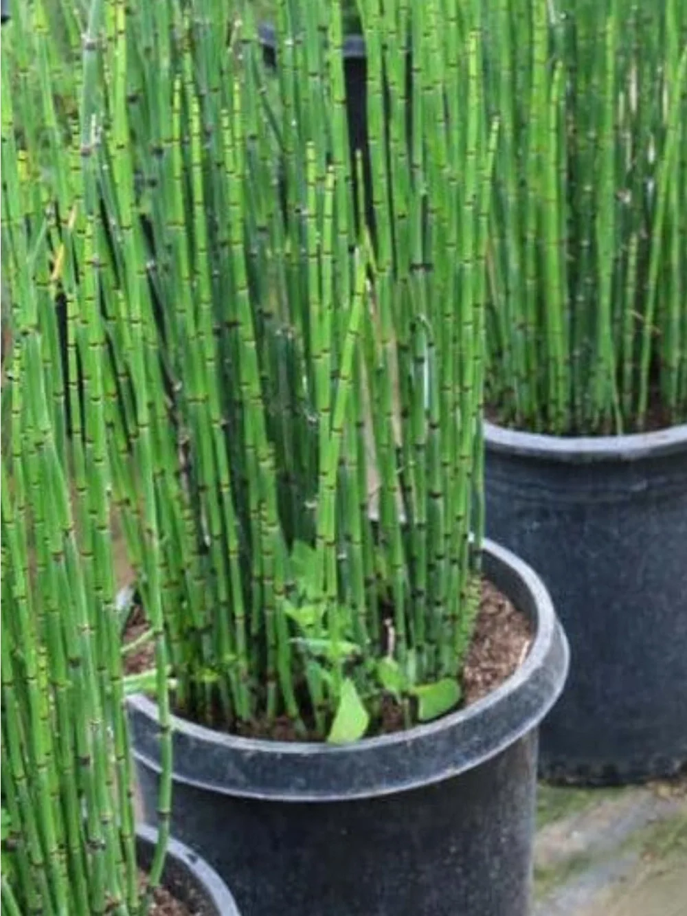 Horsetail Reed Plant Equisetum Hyemale 6 Cuttings With Roots